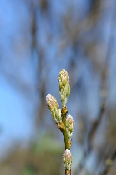 Dalmatian Laburnum Flower Buds Латинское Название Petteria Ramentacea — стоковое фото