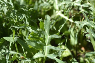 Alan eryngo yaprakları - Latince adı - Eryngium campestre