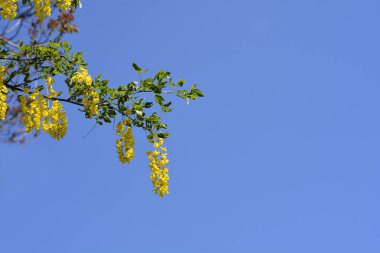 Latince adı Laburnum anagyroides olan laburnum sarı çiçeklerle doludur.