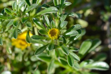 Canay Adası papatya çiçeği tomurcuğu - Latince adı - Pallenis maritima