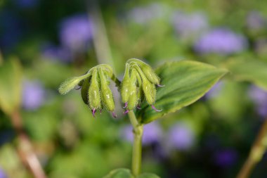 Dullar çiçek tomurcukları - Latince adı - Tinantia erecta