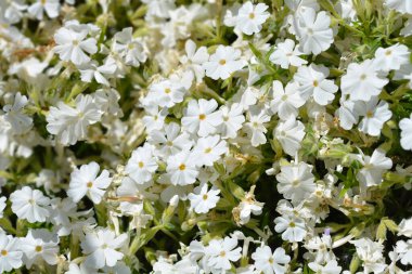 Beyaz sürünen Phlox çiçekleri - Latince adı - Phlox subulata Alba