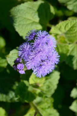 Diş ipi çiçeği - Latince adı - Ageratum houstonianum