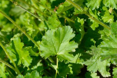 Coral Bells Apple Çıtır yaprakları - Latince adı - Heuchera Apple Çıtır