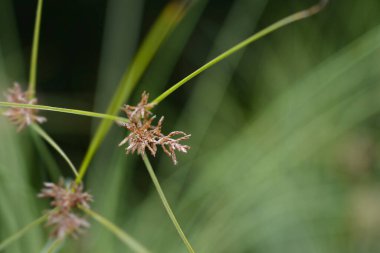 Papirüs çiçeği - Latince adı - Cyperus papirüs