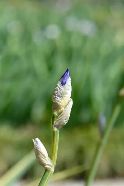 Ποικιλία Άνθους Dalmatian Iris Λατινική Ονομασία Iris Pallida Variegata — Φωτογραφία Αρχείου