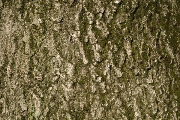 一般的な灰樹皮の詳細 ラテン語名 Fraxinus Excelsior — ストック写真