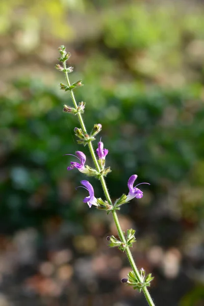Indigo Woodland Sage Flowers Latin Name Salvia Forsskaolii — Stock Photo, Image