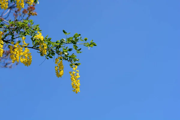 Поширена Лапурна Гілка Жовтими Квітками Латинська Назва Laburnum Anagyroides — стокове фото