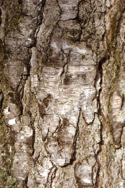 Detalhe Comum Casca Bétula Nome Latino Betula Pendula — Fotografia de Stock