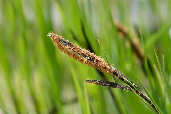 Μαύρα Άνθη Πέρδικας Λατινική Ονομασία Carex Nigra — Φωτογραφία Αρχείου
