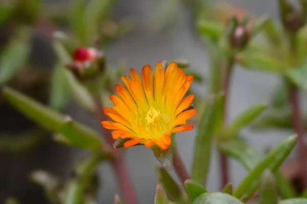 Ice Plant Orange Wonder Blume Lateinischer Name Delosperma Orange Wonder — Stockfoto