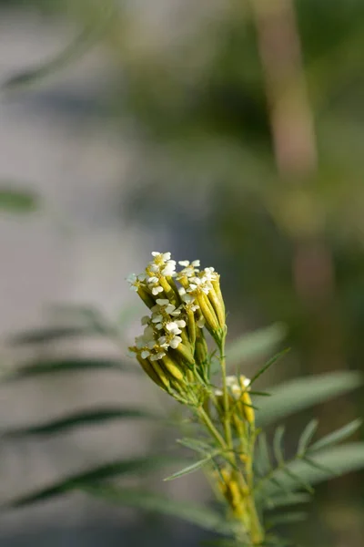 Southern Cone Marigold Flowers Latin Name Tagetes Minuta — Stock Photo, Image