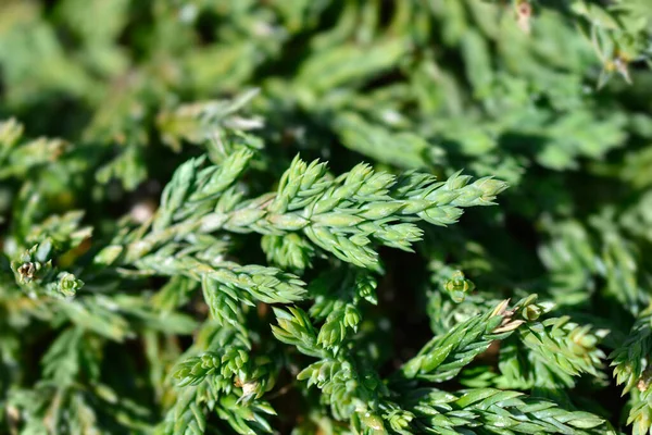 Kriechende Wacholderpfannkuchenzweige Lateinischer Name Juniperus Horizontalis Pfannkuchen — Stockfoto