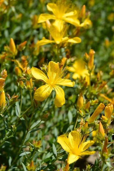 Mount Olympus Johns Wort Yellow Flowers Латинское Название Hypericum Olympicum — стоковое фото