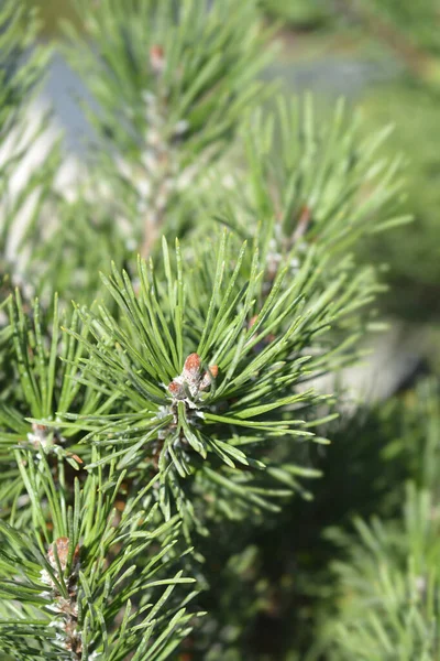 Гном Гірська Сосна Гном Латинська Назва Pinus Mugo Gnom — стокове фото
