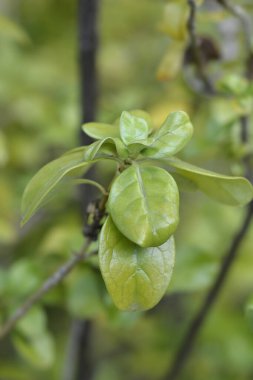 Ayna Bush ayrıldı - Latince isim - Coprosma tövbe etti