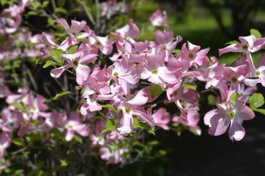 Çiçekli Dogwood Çeroki Şefi Çiçekleri - Latince adı Cornus Florida Cherokee Şefi