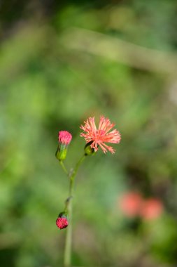 Tasselflower flower and buds - Latin name - Emilia fosbergii