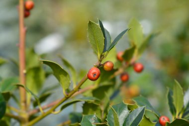 Kırmızı böğürtlenli yaygın Holly şubesi - Latince adı - Ilex aquifolium