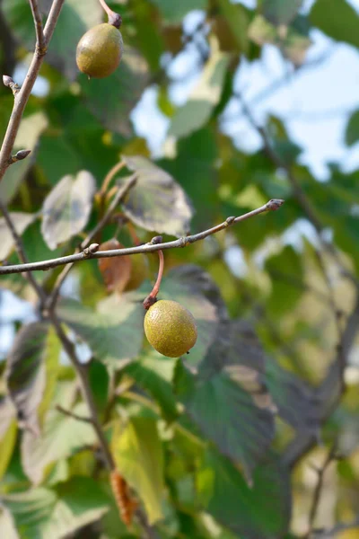Μαντήλι Κλαδί Δέντρου Φρούτα Λατινική Ονομασία Davidia Involucrata Var Βιλμορινιάνα — Φωτογραφία Αρχείου