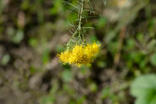 Złotowłosy Ster Żółte Kwiaty Nazwa Łacińska Galatella Linosyris — Zdjęcie stockowe
