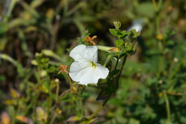 Large White Petunia Flowers Latin Name Petunia Axillaris — Stock Photo, Image