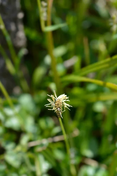 Wood Sedge Yellow Flower Latin Name Carex Symatica — 스톡 사진