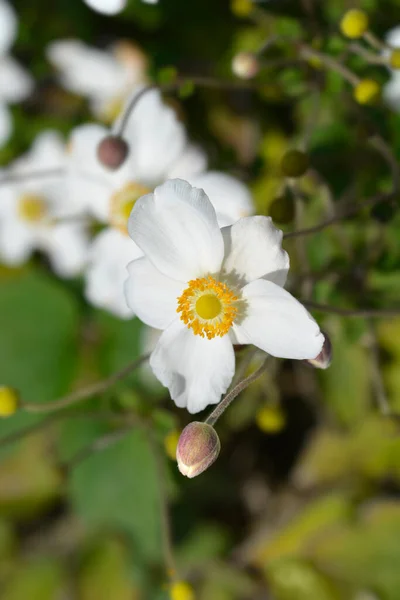 Japoński Anemon Honorine Jobert Kwiaty Łacińska Nazwa Anemone Hybryda Honorine — Zdjęcie stockowe