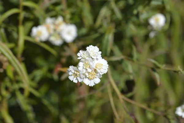 Белые Цветки Чижестрелки Латинское Название Achillea Ptarmica — стоковое фото