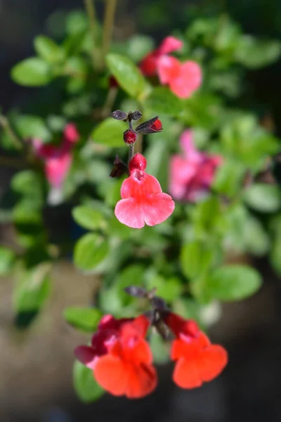 Salvia Royal Bumble Röda Blommor Latinskt Namn Salvia Greggii Royal — Stockfoto