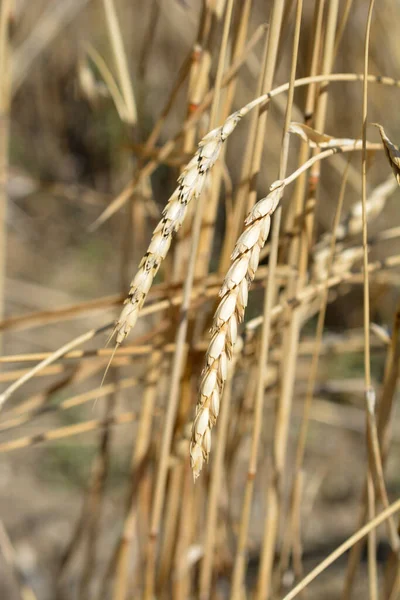 Dinkel Wheat Latin Name Triticum Spelta — Stock Photo, Image