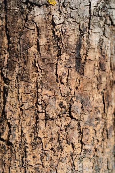 Globehead Common Ash Bark Detail Латинское Название Fraxinus Excelsior Globosa — стоковое фото
