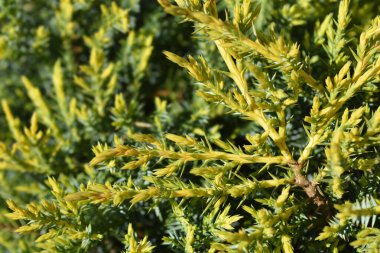 Juniper Gold Star şubeleri - Latince adı - Juniperus x media Gold Star