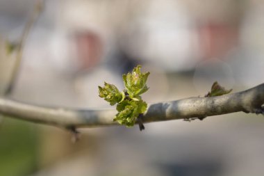 Hawthorn Pauls Scarlet branch with new leaves - Latin name - Crataegus laevigata Pauls Scarlet