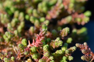 Goldmoss Stonecrop yaprakları - Latince adı - Sedum dönümü