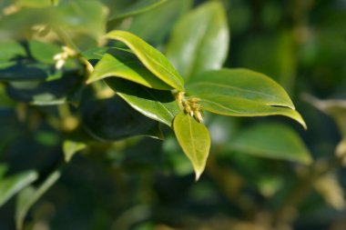 Yaprakları ve çiçek tomurcukları olan hoş kokulu tatlı kutu dalı- Latince adı Sarcococca ruscifolia