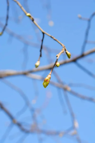 Broad Leaved Lime Branch Buds Blue Sky Latin Name Tilia — Stock Photo, Image