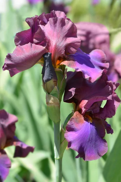 Высокая Бородатая Радужка Языческие Цветы Латинское Название Iris Barbata Elatior — стоковое фото