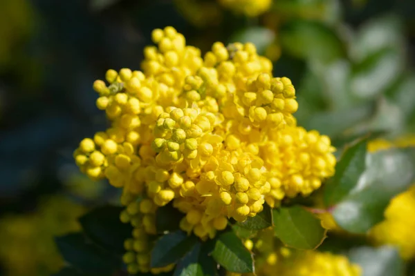 Oregon Grape Yellow Flowers Latin Name Berberis Aquifolium — Fotografie, imagine de stoc
