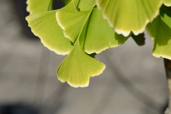 Ginkgo Зеленые Белые Листья Латинское Название Ginkgo Biloba — стоковое фото