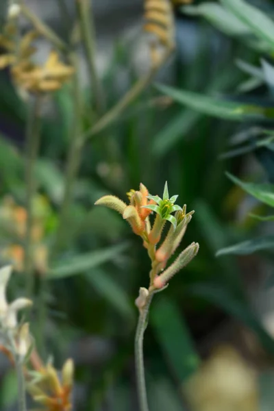 Άνθη Καγκουρό Λατινική Ονομασία Υβρίδια Ανιγόζανθου — Φωτογραφία Αρχείου