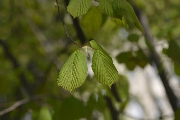 Chinese Winter Hazel Branch New Leaves Latin Name Corylopsis Willmotiae — Stockfoto
