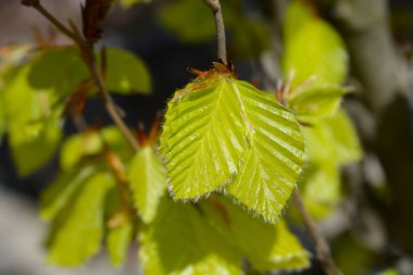 Beech Dawyck Gold Latince adıyla Fagus Sylvatica Dawyck Gold 'dan ayrılıyor.
