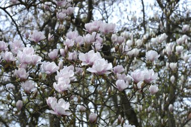 Çiçekli manolya dalları - Latince adı - Magnolia x soulangeana