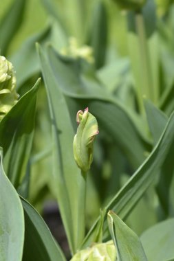 Papağan Tulip Estella Rijnveld çiçek tomurcuğu - Latince adı - Tulipa Estella Rijnveld 