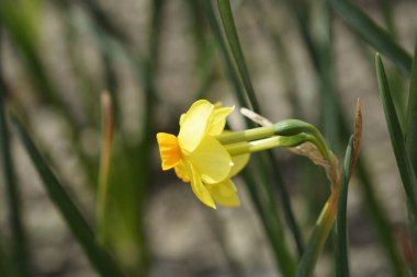 Kırmızı Gem nergis çiçekleri - Latince adı - Narcissus Scarlet Gem