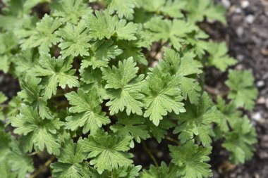 Cranesbill Mor Yastık Yaprakları - Latince adı - Sardunya Mor Yastığı