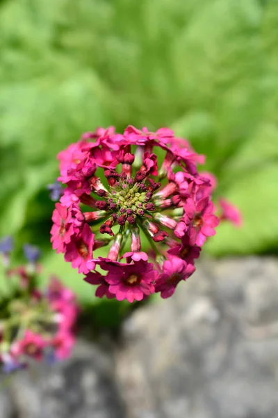 Ovanifrån Japanska Primrose Millers Crimson Blommor Latinskt Namn Primula Japonica — Stockfoto