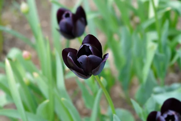Один Поздний Цветок Тюльпана Queen Night Латинское Название Tulipa Queen — стоковое фото